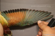 CZEP21-342 c