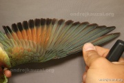 CZEP21-343 c