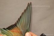 CZEP21-343 y