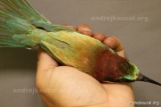 CZEP21-343 z