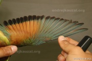 CZEP21-344 c