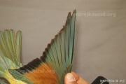 CZEP21-344 y