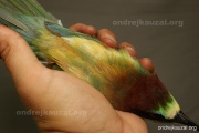 CZEP21-344 z