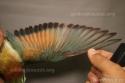 CZEP21-348 c