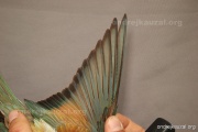 CZEP21-348 y