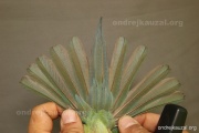 CZEP21-349 d