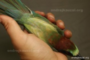 CZEP21-349 z
