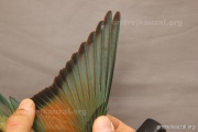 CZEP21-352 y