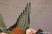 CZEP21-353 y