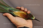 CZEP21-353 z