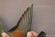 CZEP21-354 y