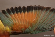 CZEP21-355 e1