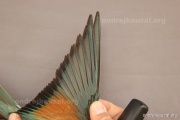 CZEP21-355 y