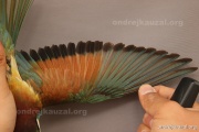 CZEP21-357 c