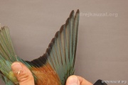 CZEP21-357 y