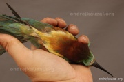 CZEP21-357 z