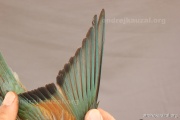 CZEP21-358 y