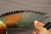 CZEP21-363 c