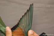 CZEP21-363 y
