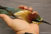 CZEP21-363 z