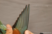CZEP21-364 y