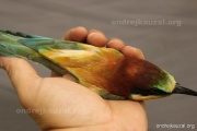 CZEP21-364 z