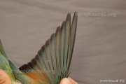CZEP21-365 y