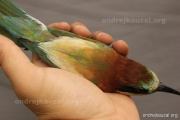 CZEP21-365 z