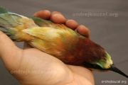 CZEP21-366 z