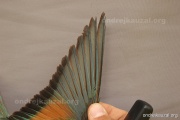 CZEP21-367 y