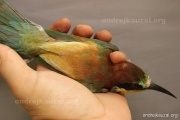 CZEP21-367 z