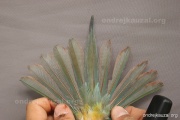 CZEP21-368 d