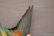CZEP21-368 y
