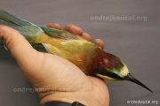 CZEP21-368 z