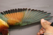 CZEP21-369 c