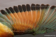 CZEP21-369 e1