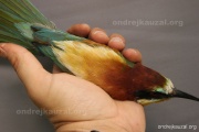 CZEP21-369 z