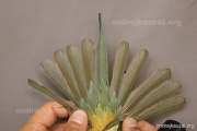 CZEP21-376 d