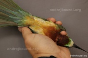 CZEP21-376 z