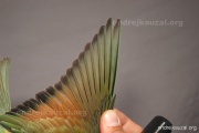 CZEP21-377 y