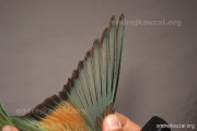 CZEP21-378 y
