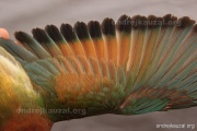 CZEP21-379 e2