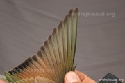 CZEP21-381 y
