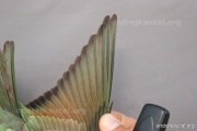 CZEP21-384 y