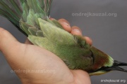 CZEP21-384 z