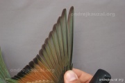 CZEP21-385 y