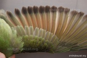 CZEP21-387 e1