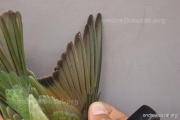 CZEP21-387 y