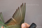 CZEP21-388 y