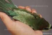 CZEP21-388 z